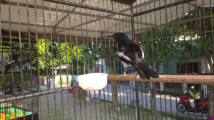KKC FITNES BIRD CENTER Kabupaten Demak